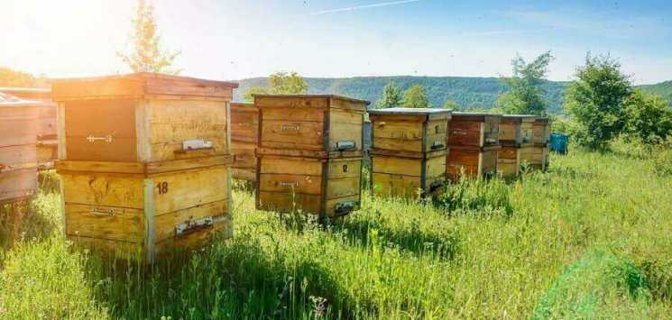 Поиск улья диких пчел и их приручение