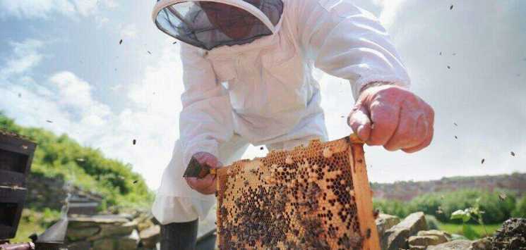 Использование препарата Пчелит для подкормки пчел