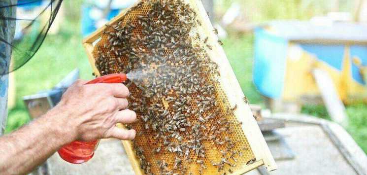 Использование Тимола в пчеловодстве