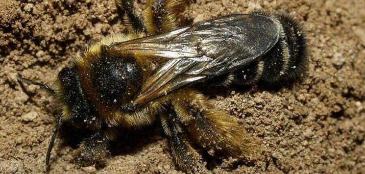Земляные пчелы и избавление от них
