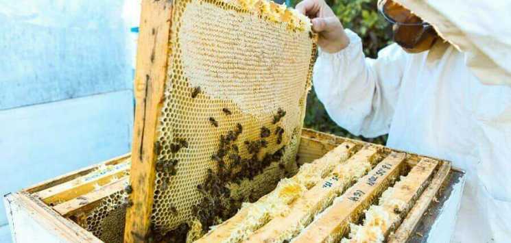 Сколько меда правильно оставлять пчелам на зиму