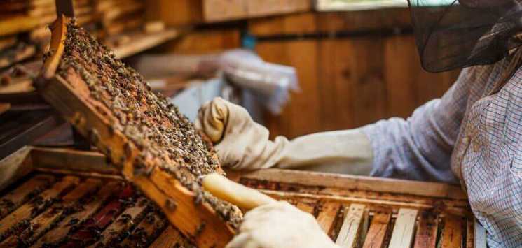 Обучающий курс пчеловодству