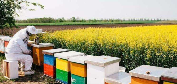 Пчеловодство в Нижегородской области